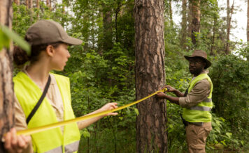 Top Reasons to Consider Same Day Tree Service in Phoenix 2 words needed