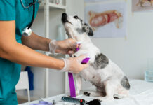 Why More Vets Are Partnering with Compounding Pharmacies Compounding Pharmacies for vets