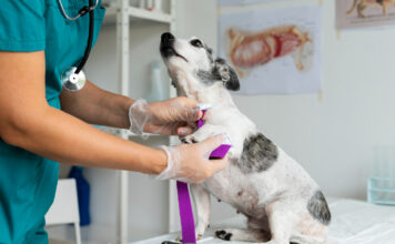 Why More Vets Are Partnering with Compounding Pharmacies Compounding Pharmacies for vets