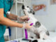 Why More Vets Are Partnering with Compounding Pharmacies Compounding Pharmacies for vets