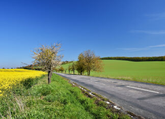 Yellow Spring Road: Beauty That Blossoms All Year Long Yellow Spring Road