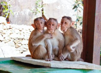 The Top 14 Zoos And Animal Parks In Kent And East Sussex For A Wild Day Out Animal Parks