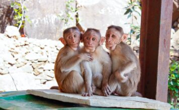 The Top 14 Zoos And Animal Parks In Kent And East Sussex For A Wild Day Out Animal Parks