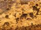 What Are The Benefits Of Natural Beeswax? natural beeswax