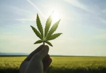 Dispensary 101: Making Informed Choices for Your Cannabis Needs Cannabis