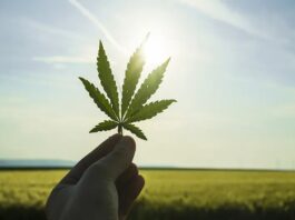 Dispensary 101: Making Informed Choices for Your Cannabis Needs Cannabis