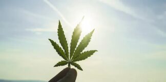 Dispensary 101: Making Informed Choices for Your Cannabis Needs Cannabis