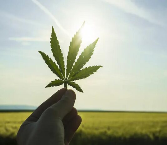 Dispensary 101: Making Informed Choices for Your Cannabis Needs Cannabis