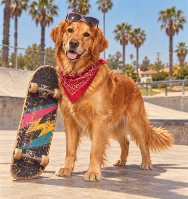 dog with Skateboarding
