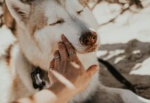 Why Consider CBD for Treating Your Dog’s Allergic Reactions? dogs allergies