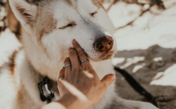 Why Consider CBD for Treating Your Dog’s Allergic Reactions? dogs allergies