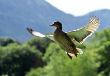 Top Tips for the Burgeoning Upland Hunter