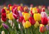 Popular Tulip Varieties In Dubai