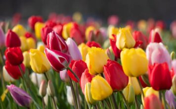 Popular Tulip Varieties In Dubai
