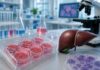 Why Liver Cell Models Continue to Play a Critical Role in Biomedical Research liver