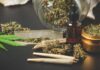 Cannabis Culture: How High-Quality Strains are Changing the Industry Cannabis Culture