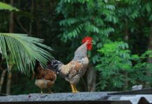 What Exactly Does https://youtu.be/scydnkwifec mean? scydnkwifec