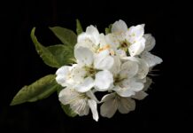 Full Narration: The Flower Of Veneration Chapter 1 the flower of veneration