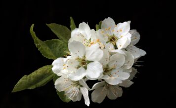 Full Narration: The Flower Of Veneration Chapter 1 the flower of veneration