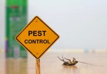 DIY vs. Professional Exterminator Pest Control: Which is Better? Pest Control