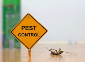 DIY vs. Professional Exterminator Pest Control: Which is Better? Pest Control