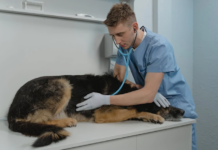 Unleashing Peace of Mind: A Comprehensive Guide to Pet Insurance Pet Insurance