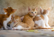 The Impact of Technology on Pet Industry Education Pet Industry