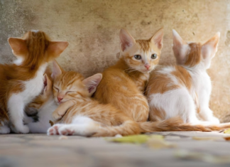 The Impact of Technology on Pet Industry Education Pet Industry