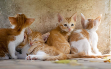 The Impact of Technology on Pet Industry Education Pet Industry