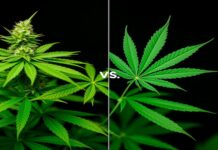 Hemp vs. Marijuana: Key Differences For Consumers Marijuana