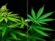 Hemp vs. Marijuana: Key Differences For Consumers Marijuana