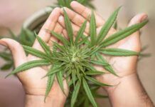 Top Flavor Profiles for Cannabis and Vape Enthusiasts Cannabis and Vape