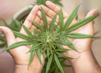 Top Flavor Profiles for Cannabis and Vape Enthusiasts Cannabis and Vape